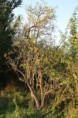 /album/kepgaleria-oszi-seta-a-vardai-hatarban/mg-9324-jpg/