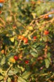 /album/kepgaleria-oszi-seta-a-vardai-hatarban/img-9298-jpg/